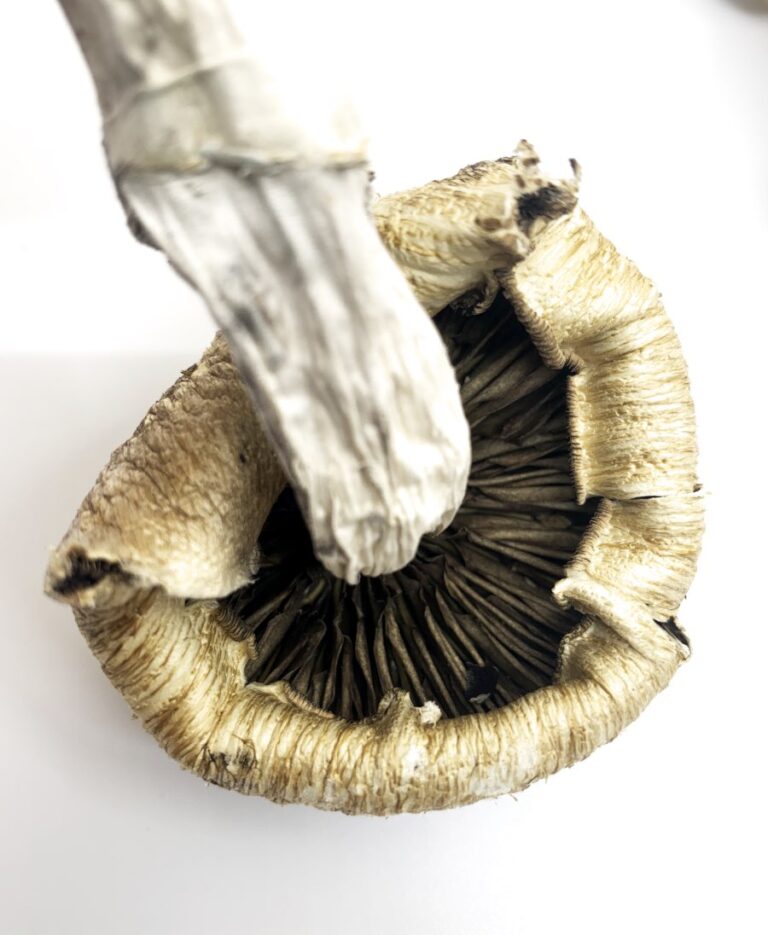 Buy Lizard King Mushrooms – Lizard King Psilocybe Cubensis