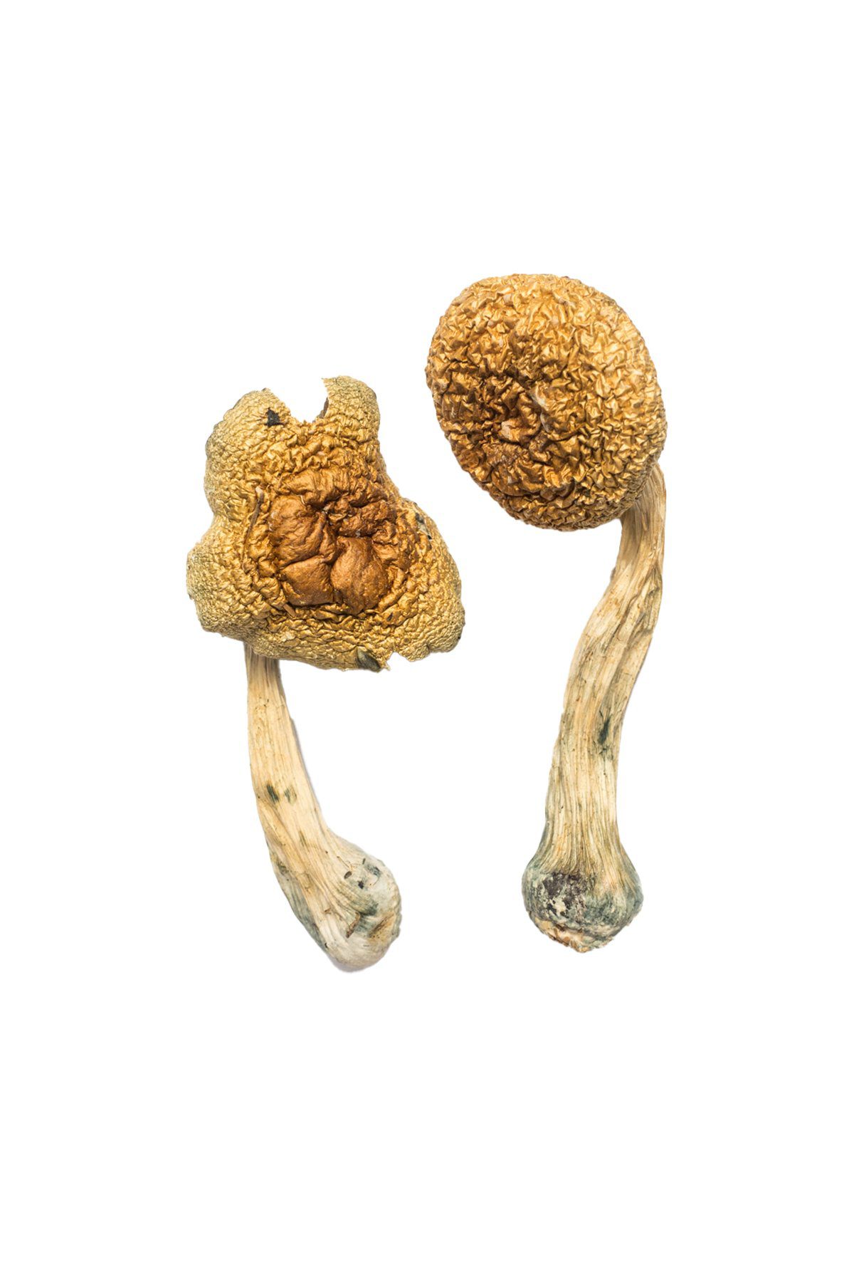 Premium Penis Envy Mushrooms. Highly prized by seasoned psychonauts, this legendary strain is known for delivering intense visuals, deep emotional clarity, and transformative spiritual insights.